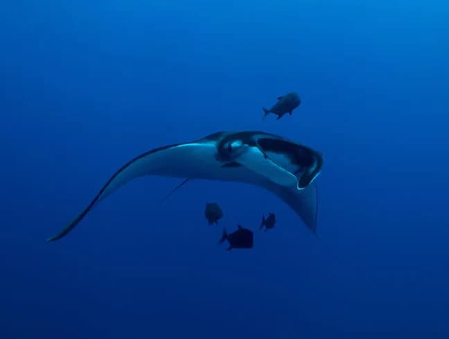 Socorro Dive Report: March 2019 Photo Workshop - image