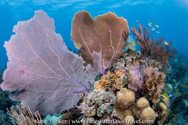 Beginner Dive Sites in the Caribbean