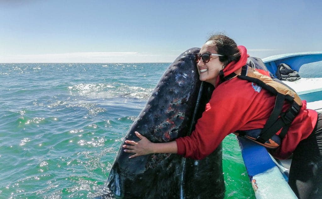 Best Scuba Diving in San Ignacio Gray Whale - image