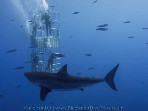 The World's Best Places to Shark Cage Dive - image The World's Best Places to Shark Cage Dive - image
