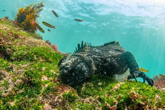 Galapagos Dive Report May 2019: Photo Workshop - image Galapagos Dive Report May 2019: Photo Workshop - image