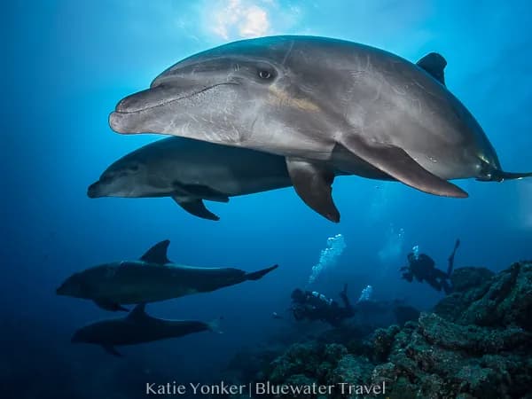 Socorro March 2020 Trip Report - image Socorro March 2020 Trip Report - image