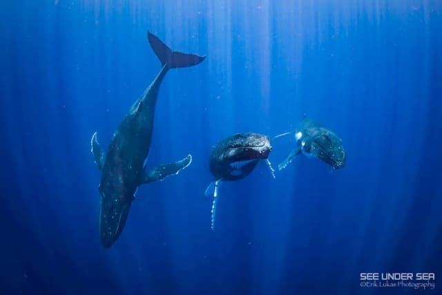 2020 Moorea Trip Report 2020 Moorea Trip Report