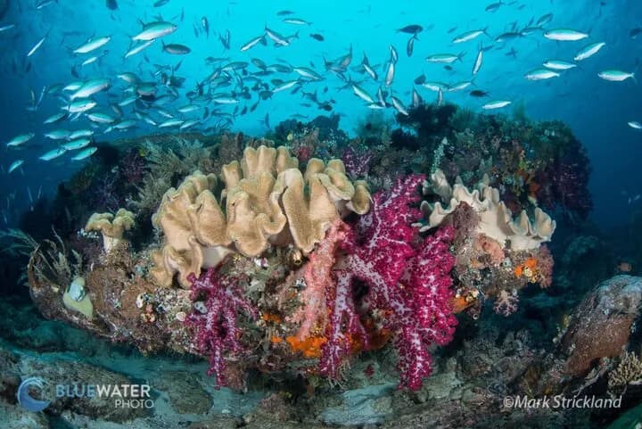 Best Diving in Asia - image Best Diving in Asia - image