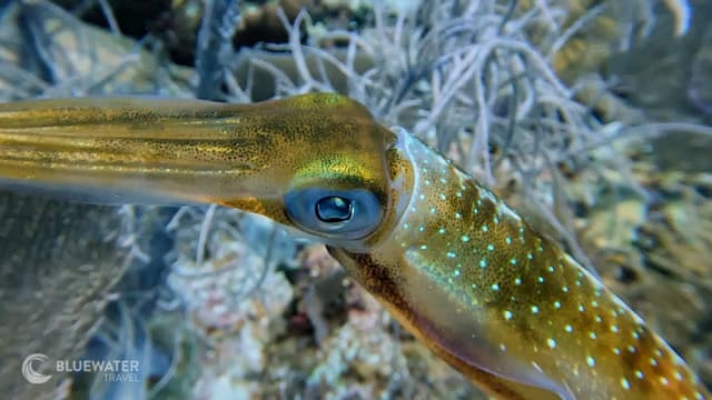 Little Cayman 2023 Trip Recap Little Cayman 2023 Trip Recap