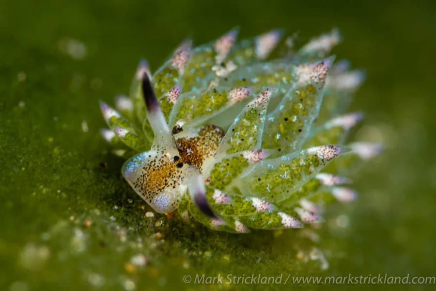 Dumaguete Trip Report 2023 - image Dumaguete Trip Report 2023 - image