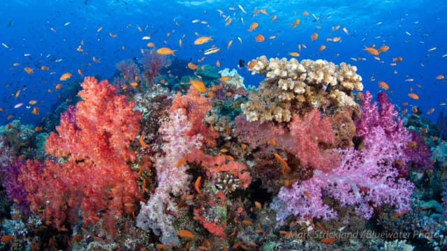 Fiji Trip Report 2023 Fiji Trip Report 2023