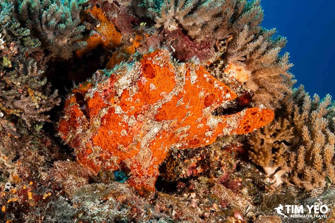 Zanzibar Diving & Tanzania Safari Trip Report 2024 - image Zanzibar Diving & Tanzania Safari Trip Report 2024 - image