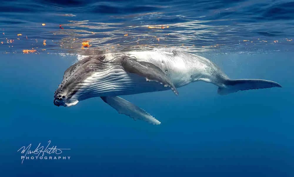 Humpback Whale Trip Report 2024 - image Humpback Whale Trip Report 2024 - image