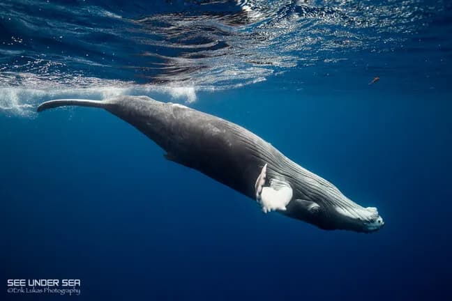 The World's Best Places to Swim with Whales - image The World's Best Places to Swim with Whales - image