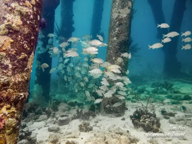 Top 10 Dive Sites in Bonaire Top 10 Dive Sites in Bonaire