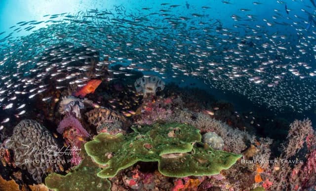 Scuba Diving in December - Top 3 Destinations Scuba Diving in December - Top 3 Destinations