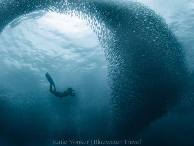 Best Diving in the Philippines - Top 9 Best Diving in the Philippines - Top 9