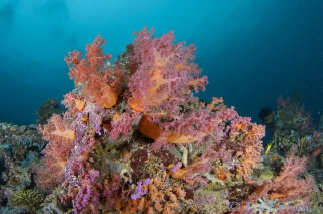 Solomon Islands Dive Trip Report Solomon Islands Dive Trip Report