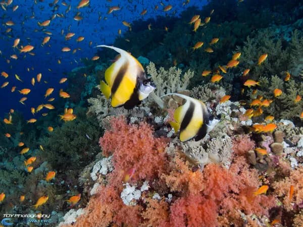 Red Sea Diving and Topside Egypt Red Sea Diving and Topside Egypt