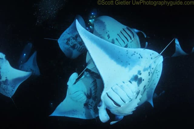 Best Manta Ray Diving in the World Best Manta Ray Diving in the World