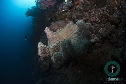 Bluewater Travel's Palau Siren raffle winner - image Bluewater Travel's Palau Siren raffle winner - image