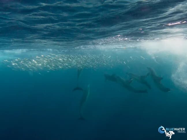 Bluewater Travel and Eco Dive Center South Africa Trip Recap - image Bluewater Travel and Eco Dive Center South Africa Trip Recap - image