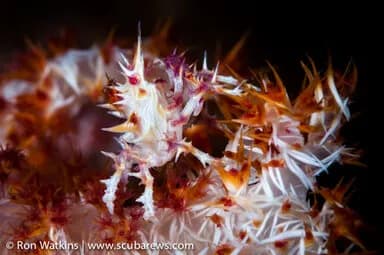 3. Papua New Guinea 3. Papua New Guinea