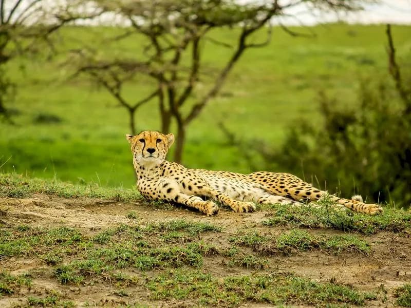 Tanzania Safaris - image Tanzania Safaris - image