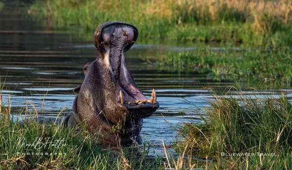 African Safaris | Land - image African Safaris | Land - image