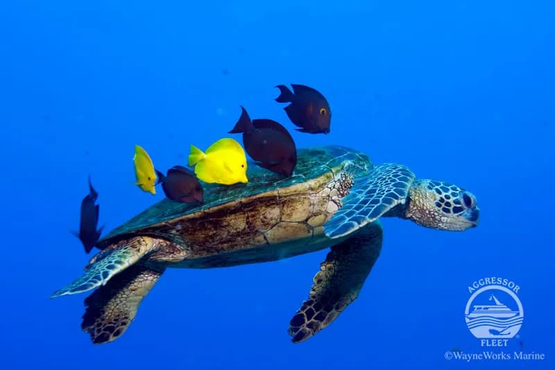 Best Scuba Diving in Hawaii - image Best Scuba Diving in Hawaii - image