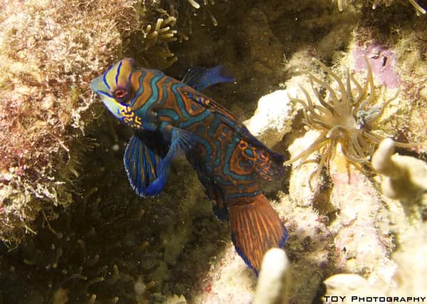 Best Scuba Diving in Malapascua Island - image Best Scuba Diving in Malapascua Island - image