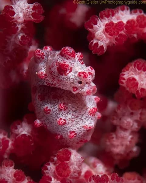 Best Scuba Diving in Puerto Galera - image Best Scuba Diving in Puerto Galera - image