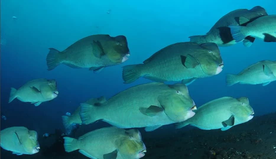 Best Scuba Diving in Borneo - image Best Scuba Diving in Borneo - image