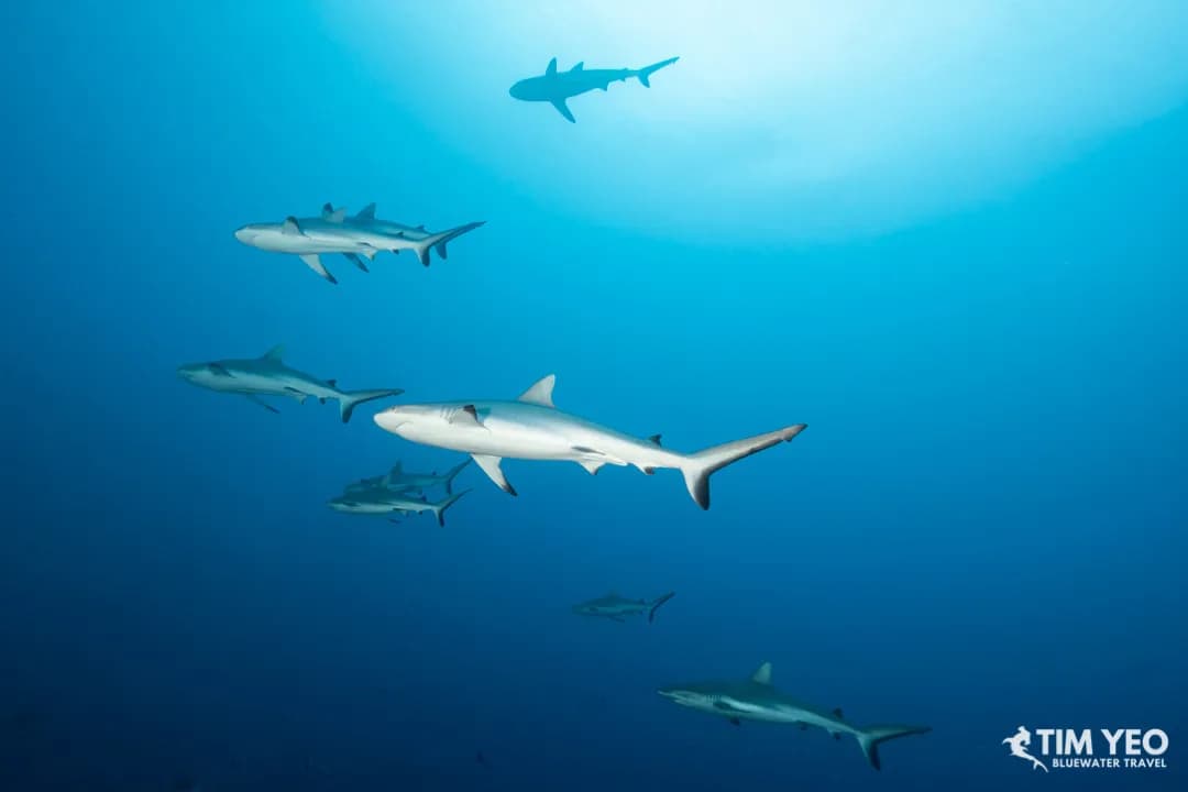 Best Scuba Diving in Fakarava - image Best Scuba Diving in Fakarava - image