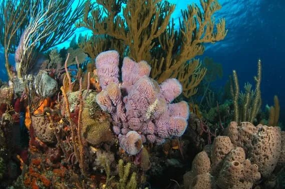 Best Scuba Diving in Bahamas - image Best Scuba Diving in Bahamas - image