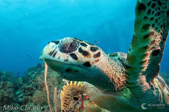 Best Scuba Diving in Belize - image Best Scuba Diving in Belize - image