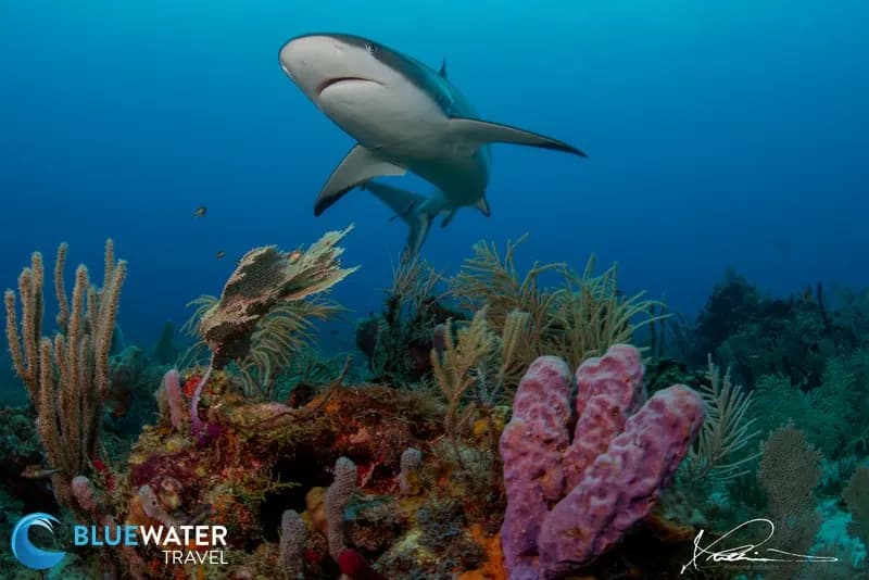 Best Scuba Diving in Roatan - image Best Scuba Diving in Roatan - image