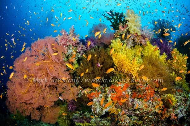Best Scuba Diving in Fiji - image Best Scuba Diving in Fiji - image