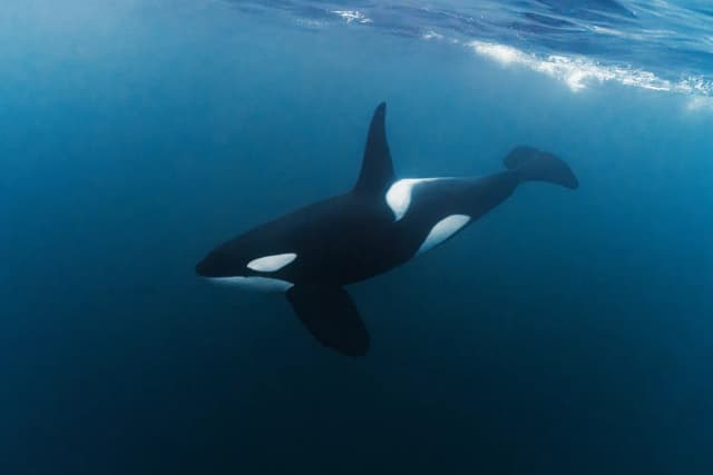 Mobula; Orca & Megafauna Adventure 2026 Mobula; Orca & Megafauna Adventure 2026