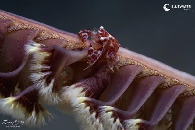 Anilao Philippines Ultimate Photo Workshop December 2027 Anilao Philippines Ultimate Photo Workshop December 2027