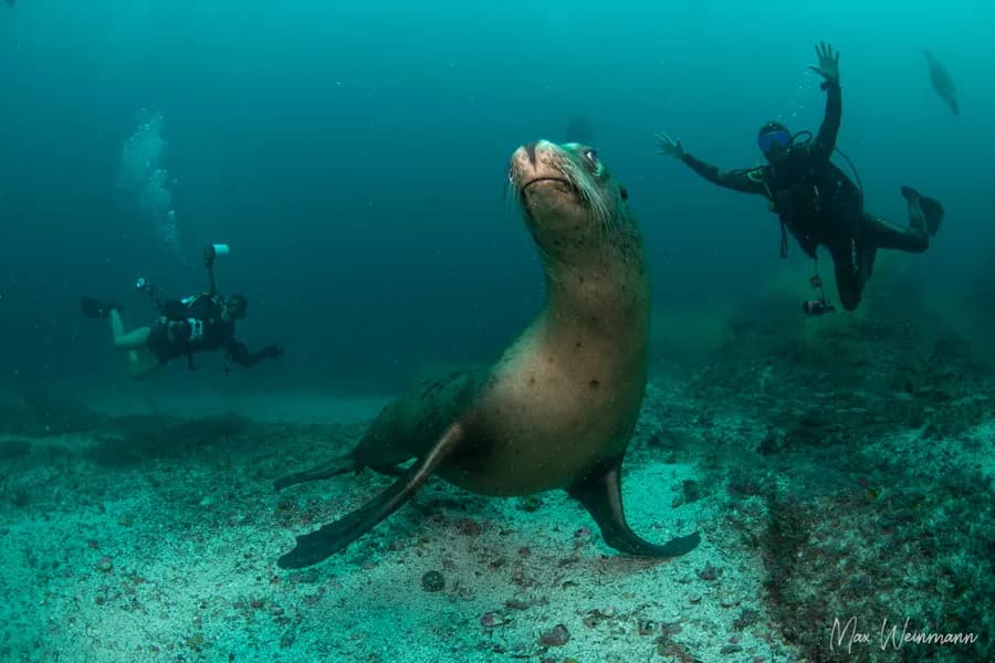 Sea Of Cortez Sea Of Cortez