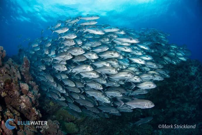 Solomon Islands Solomon Islands