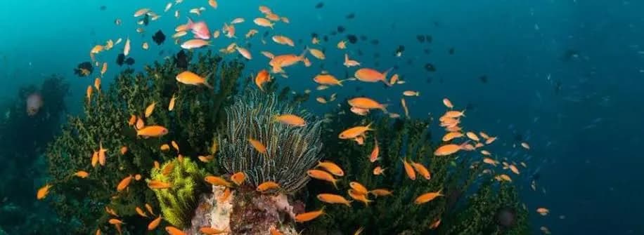 Similan Island Similan Island