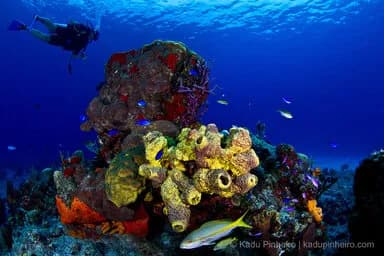 Roatan; Utila & Guanaja Roatan; Utila & Guanaja