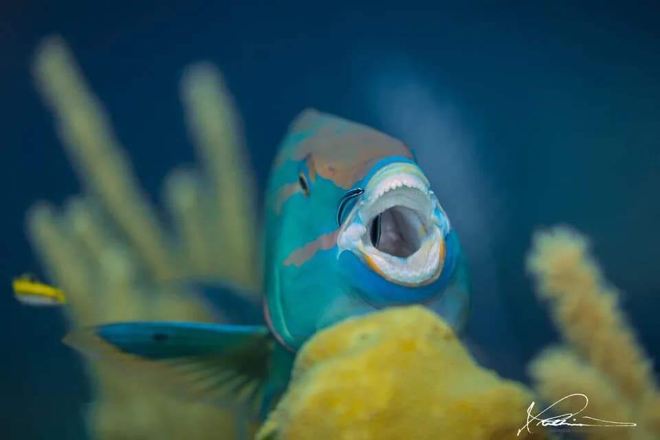 Roatan; Utila & Guanaja Roatan; Utila & Guanaja